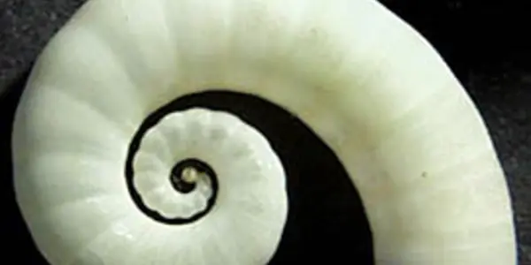 Happy Nautilus Night!