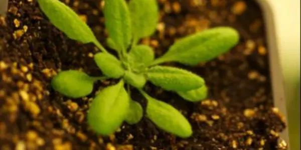 Novel Genetic Mechanism Protects Plants From Toxic Zinc