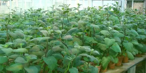 Potatoes Wild With Calcium