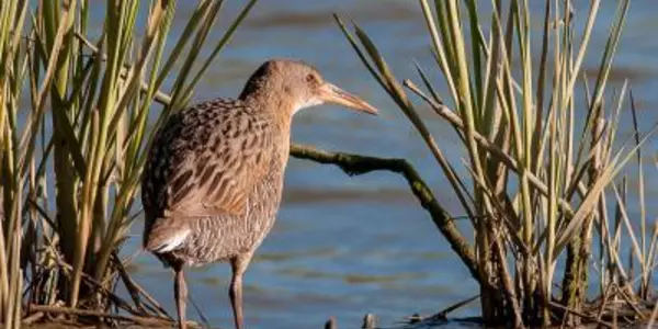 Eradicate Invasive Species, Damage Endangered Species Recovery