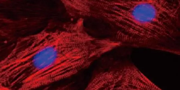 Using Skin To Save The Heart