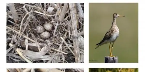 Agriculture Helps: Soybean Fields Give  Rare Birds A New Foothold
