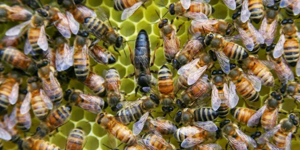 Scientists Behaving Badly