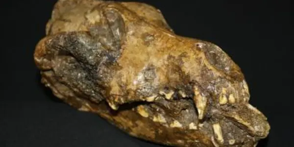 Early Modern Humans Versus Mammoths - Maybe Dogs Were The Game-Changer
