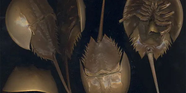 Horseshoe Crabs: Xiphosura Arthropods