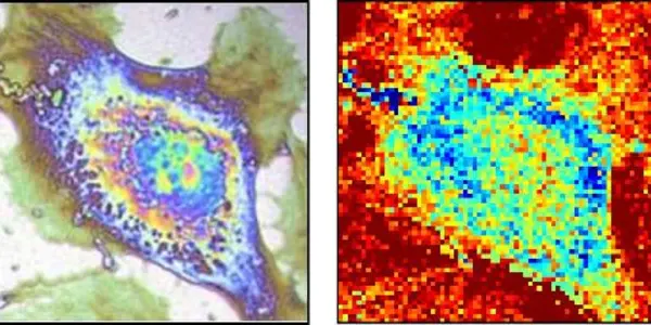 Thermal Microscopy Of Single Cells