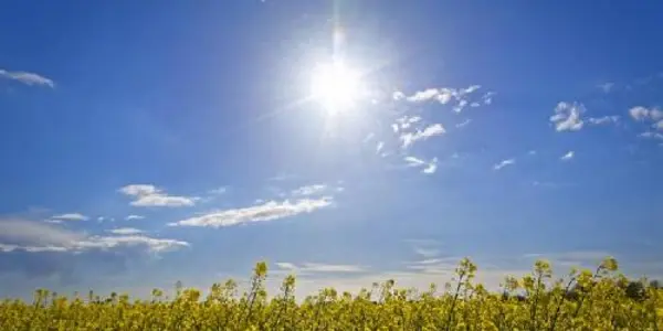 Plants Boost Extreme Temperatures By 5°C