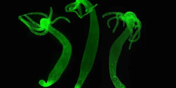 Hydra Can Modify Its Genetic Program