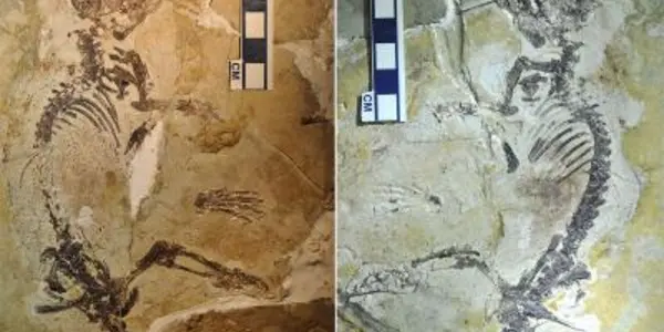 Rugosodon Eurasiaticus: Fossil Of History's Most Successful Mammal Unearthed
