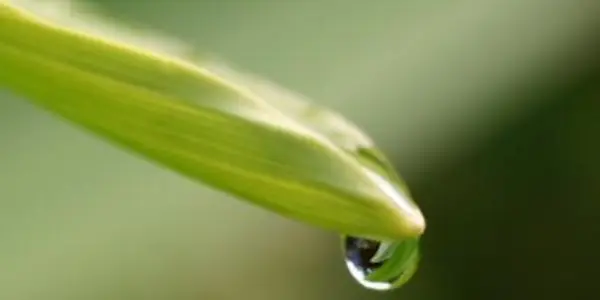 Statistical Downscaling Says Hawaii Will Get Less Rain Due To Global Warming