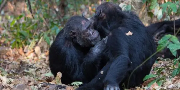 Sociable Chimps Harbor Richer Gut Microbiomes