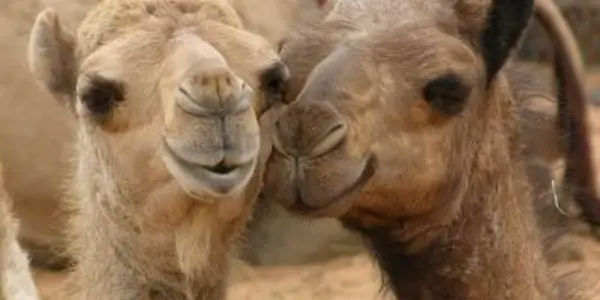 MERS Coronavirus Can Be Transmitted From Camel To Man