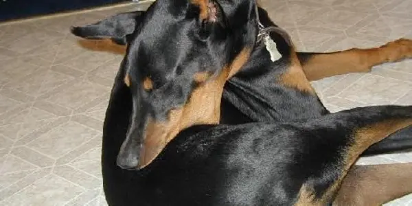 Newly Found Genomic Causes Of Severe Compulsiveness In Dogs Could Aid Study Of Human OCD