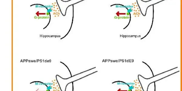 Lipid-based Diets Effectively Combat Alzheimer's Disease In Mouse Model
