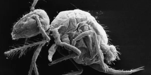 Pygmarrhopalites Maestrazgoensis And More New Arthropod Species Found In Spanish Caves