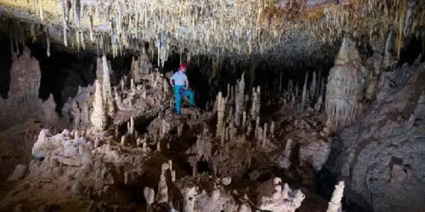 The Nullarbor Plain's Ancient Forests Revealed