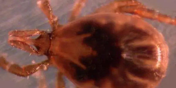 Not Just Lyme Disease: Blacklegged Tick Bite Can Pack Double Pathogen Punch