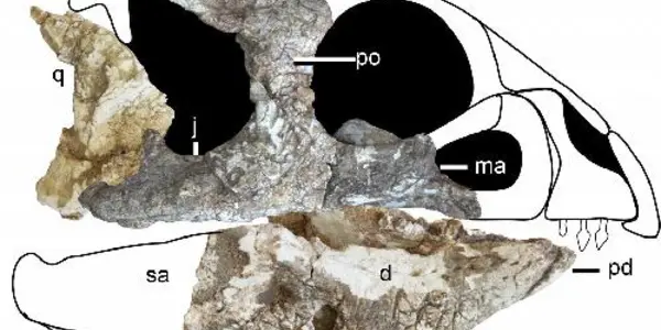 'Ornamental' Faced Ceratopsian Found In China