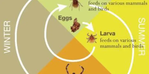 Mice Give Ticks A Free Lunch