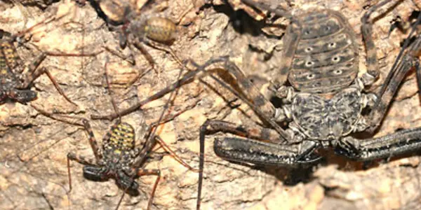Whip Spiders Have a Sociable Family Life
