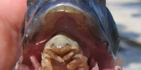 freaking parasites!