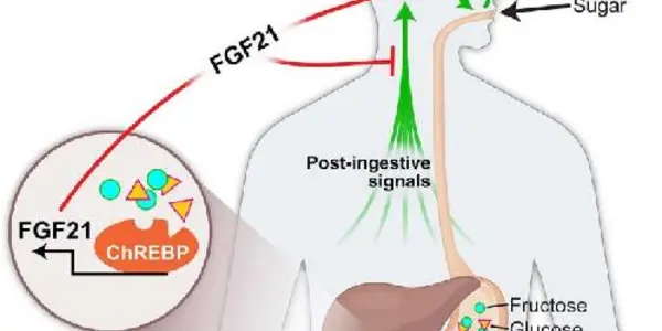 Liver May Sway Sweet Tooth, Alcohol Consumption