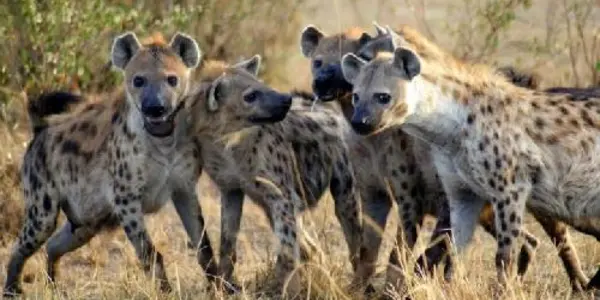 Mufasa Or Scar? Leadership Clues From The Animal Kingdom