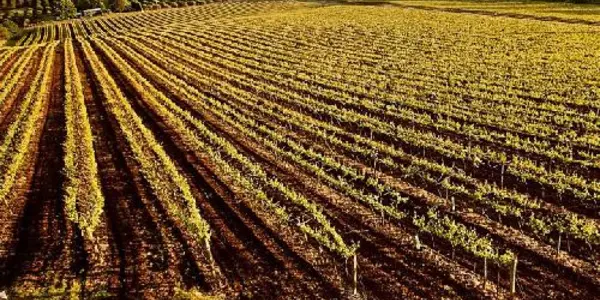 The Geology Of Wine