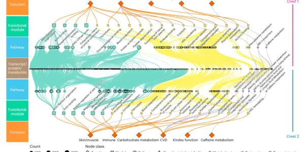 Humans Age In Two Bursts, At 44 And 60