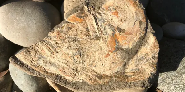 Pleistocene Salmon Knock The Glaciers Back 6,000 Years