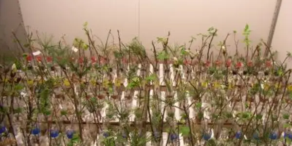 Trees Sleep Longer During A Warmer Winter