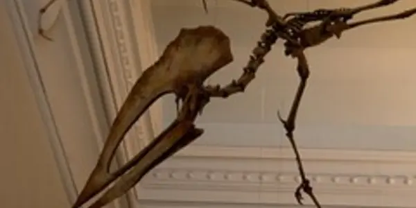 Pterosaurs: Predators Of Ancient Skies