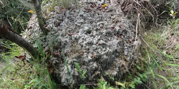 Not Aliens After All: Mysterious Mounds In South America Created By Earthworms