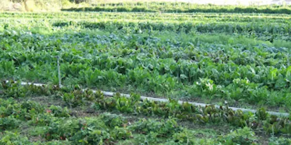 Serial Blind-Spot For Organic Advocates