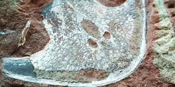 Lower Devonian Armored Agnatha
