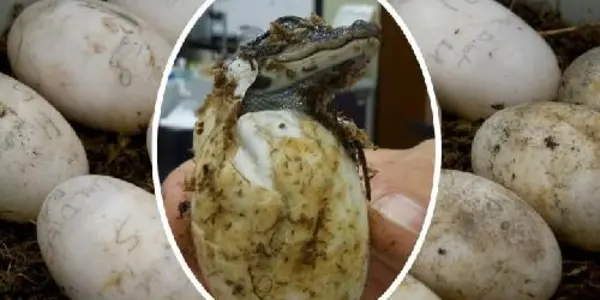 How Temperature Determines Sex In Alligators