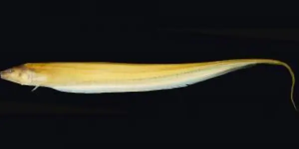 New Electric Knifefish Species Discovered In Brazil's Rio Negro