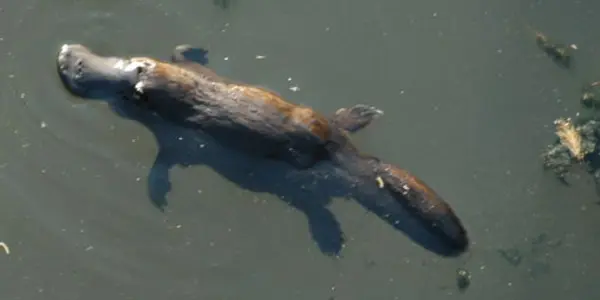 Platypus And The Problem With Primitive