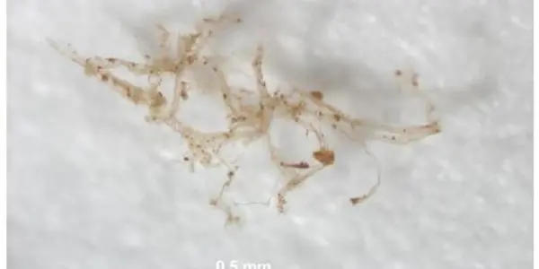 Researchers Confirm Original Blood Vessels In 80 Million-year-old Fossil