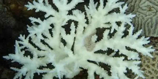 Corals Do Just Fine In The Hottest Reefs On The Planet