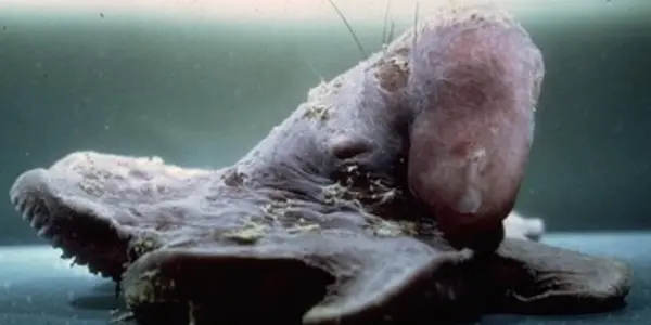 Common Names For Uncommon Octopods