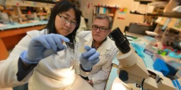 Bone Marrow And Retinal Cells Produce 'Destructive Cascade' Of Diabetic Retinopathy