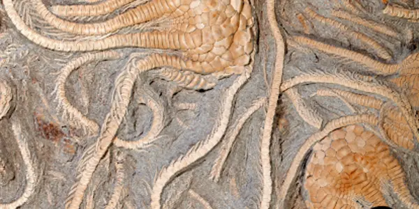 Crinoids: Beauties Of Echinodermata
