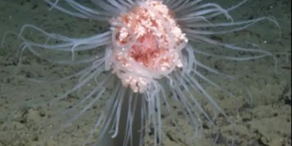 Global Warming Model Estimates Major Reductions In Seafloor Marine Life By 2100