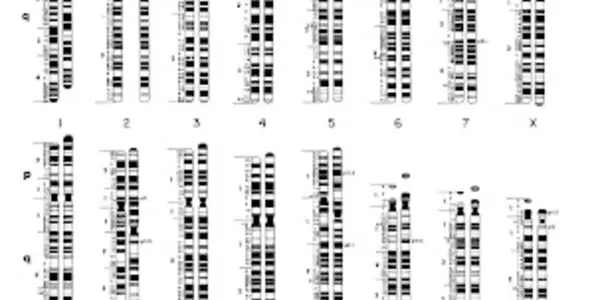 Whose genome?