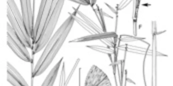Two Iowa State University botanists and their colleague at the University of North Carolina have discovered a new species of Nor