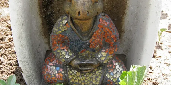 Zen Frog in A Tub