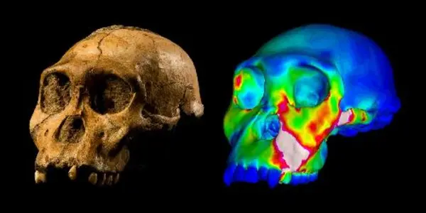 Early Human Ancestor Did Not Have The Jaws Of A Nutcracker