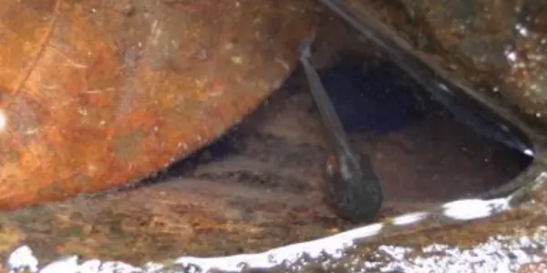 Frog Fathers Don't Mind Dropping Off Their Tadpoles In Cannibal-infested Pools