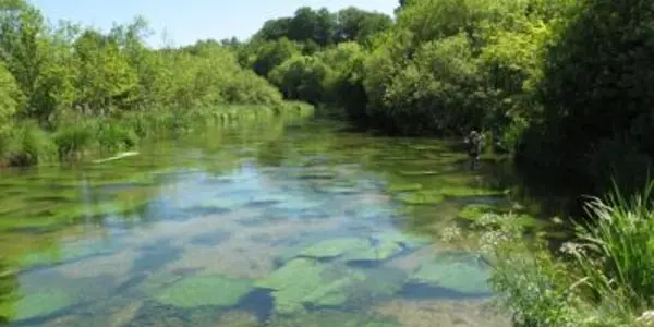 Not So Dirty: Methane Fuels Life In Pristine Chalk Rivers